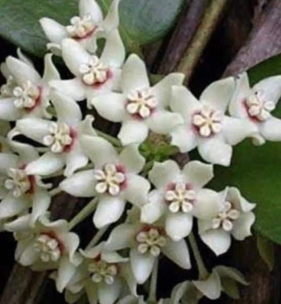 Hoya Australis Plant Perfect Waiheke Island