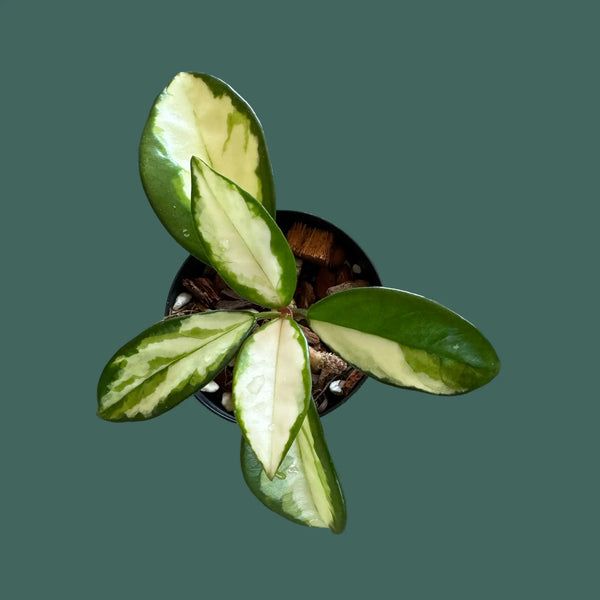 Hoya Krimson Princess Plant Perfect Waiheke Island