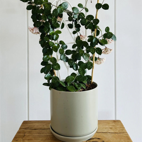Hoya Mathilde (Fresh Cutting) Plant Perfect Waiheke Island