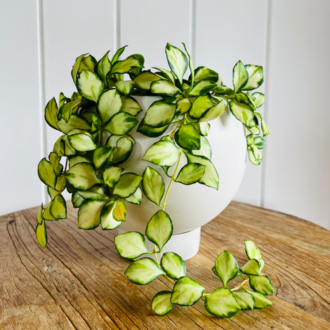 Plants