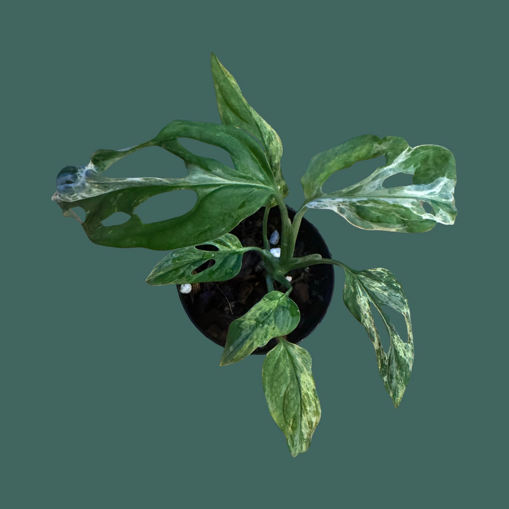 Variegated Monstera Adansonii Mint Plant Perfect Waiheke Island