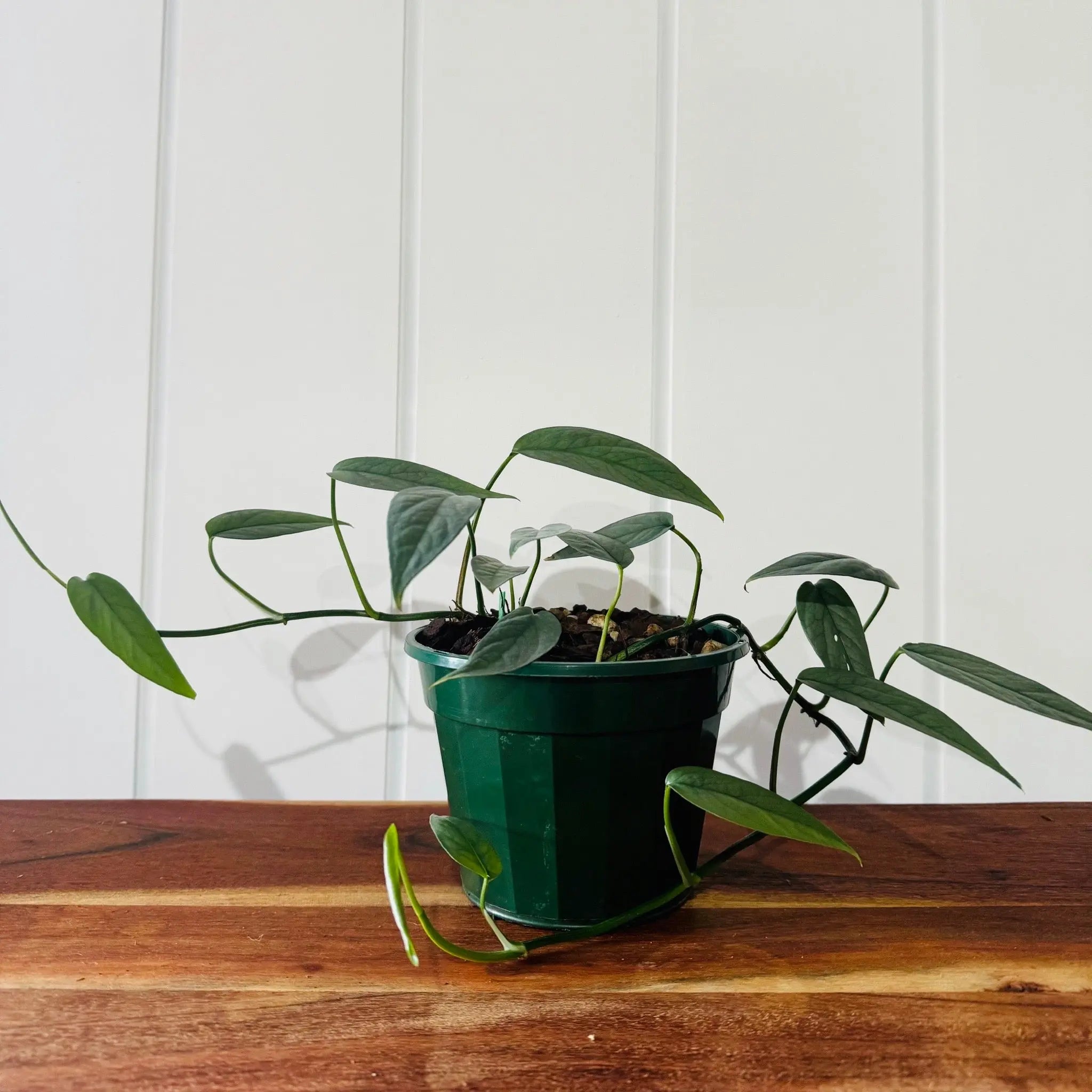 Blue Cebu (Epipremnum Pinnatum) Plant Perfect Waiheke Island