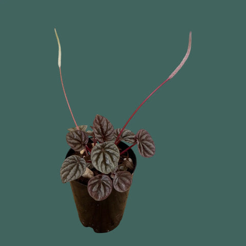 Burgundy Peperomia Plant Perfect Waiheke Island