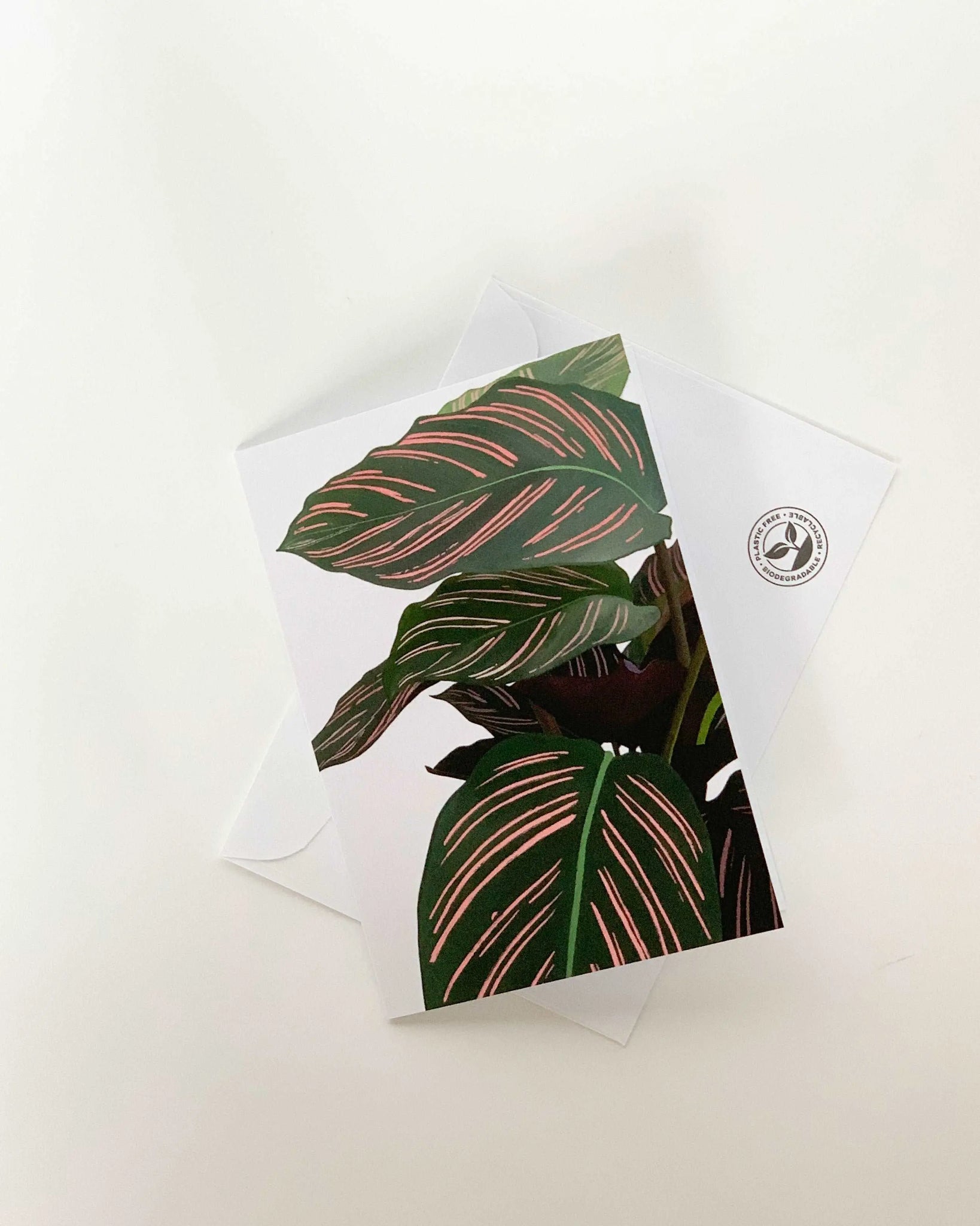 Calathea Ornata A6 Blank Card The Plant Kit