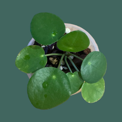 Pilea Peperomioides (Chinese Money plant) Plant Perfect Waiheke Island
