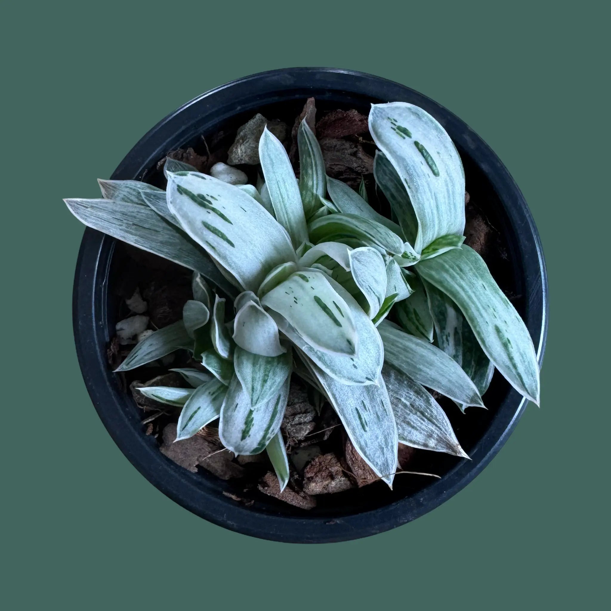 Gasteria Fuji Yuki Plant Perfect Waiheke Island