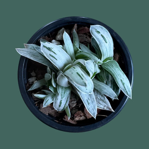 Gasteria Fuji Yuki Plant Perfect Waiheke Island