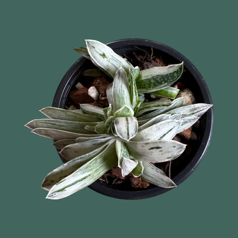 Gasteria Fuji Yuki Plant Perfect Waiheke Island