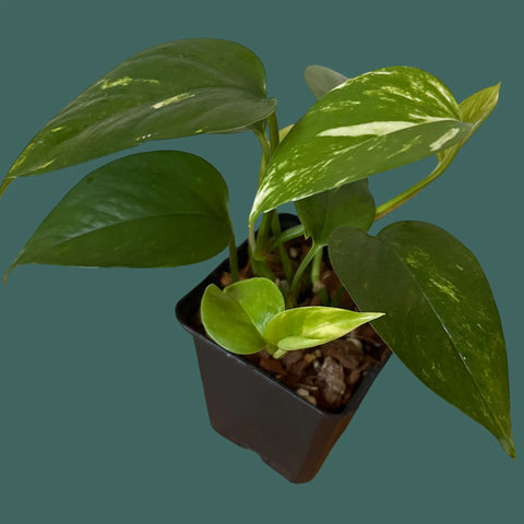 Golden Pothos (Devils Ivy) Plant Perfect Waiheke Island