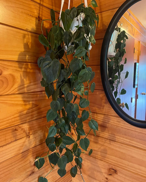 Heartleaf Philodendron - Baby 2 Plant Perfect Waiheke Island