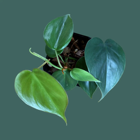 Heartleaf Philodendron Plant Perfect Waiheke Island