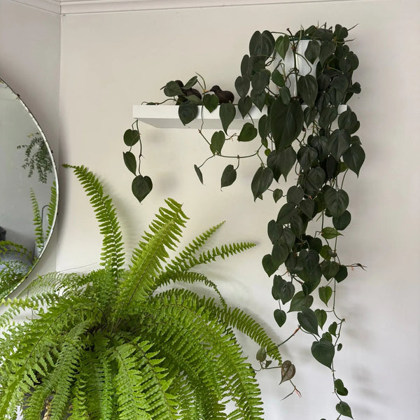 Heartleaf Philodendron Plant Perfect Waiheke Island