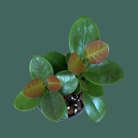 Hoya Australis Plant Perfect Waiheke Island