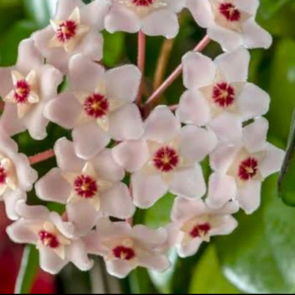 Hoya Carnosa Plant Perfect Waiheke Island