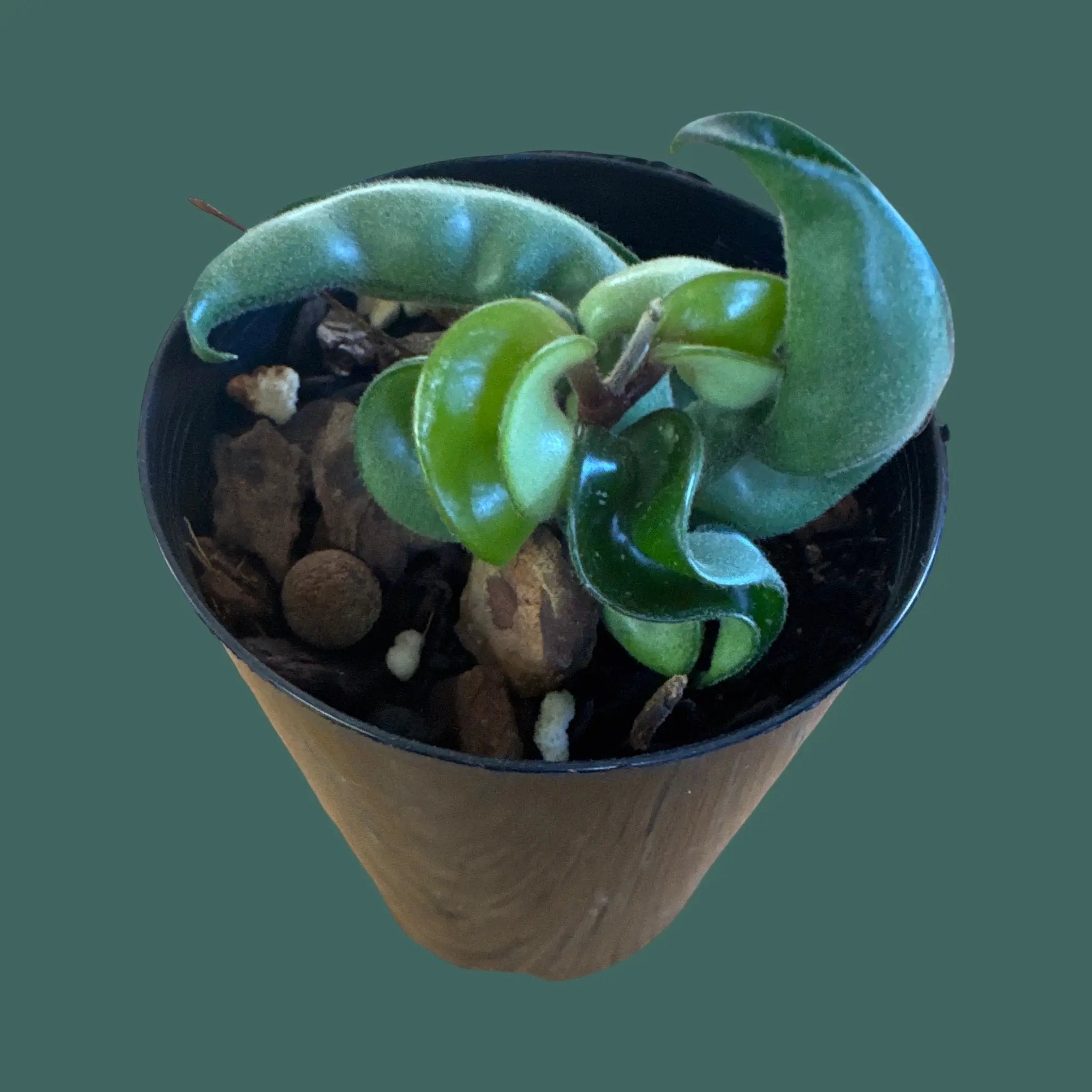 Hoya Compacta Plant Perfect Waiheke Island