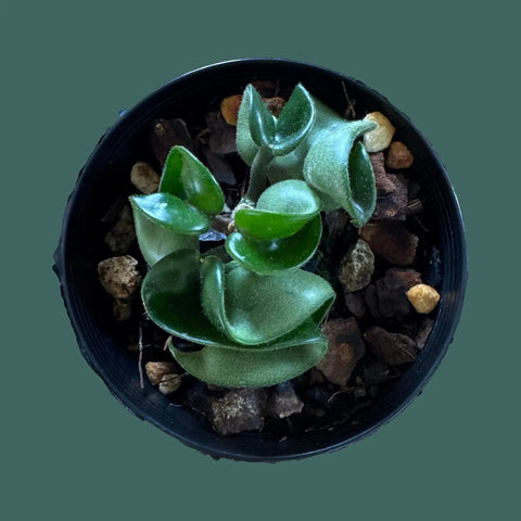 Hoya Compacta Plant Perfect Waiheke Island