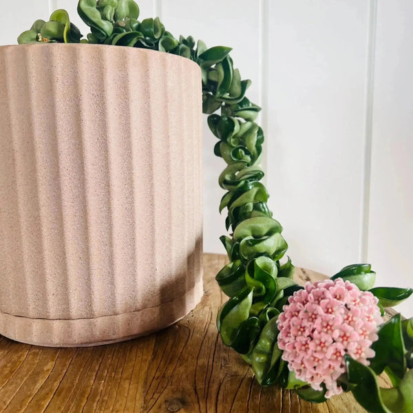 Hoya Compacta - Baby 1 Plant Perfect Waiheke Island