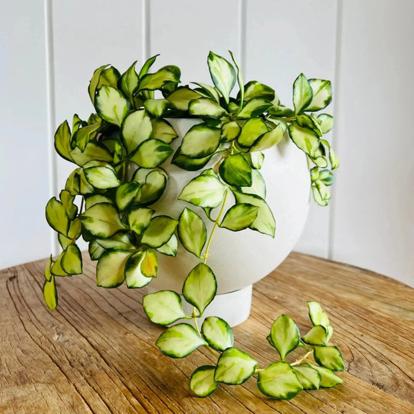 Hoya Heuschkeliana Variegated Plant Perfect Waiheke Island