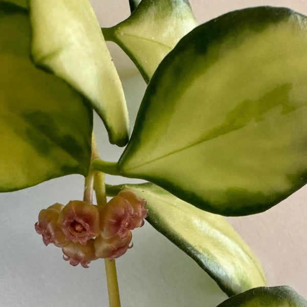 Hoya Heuschkeliana Variegated Plant Perfect Waiheke Island