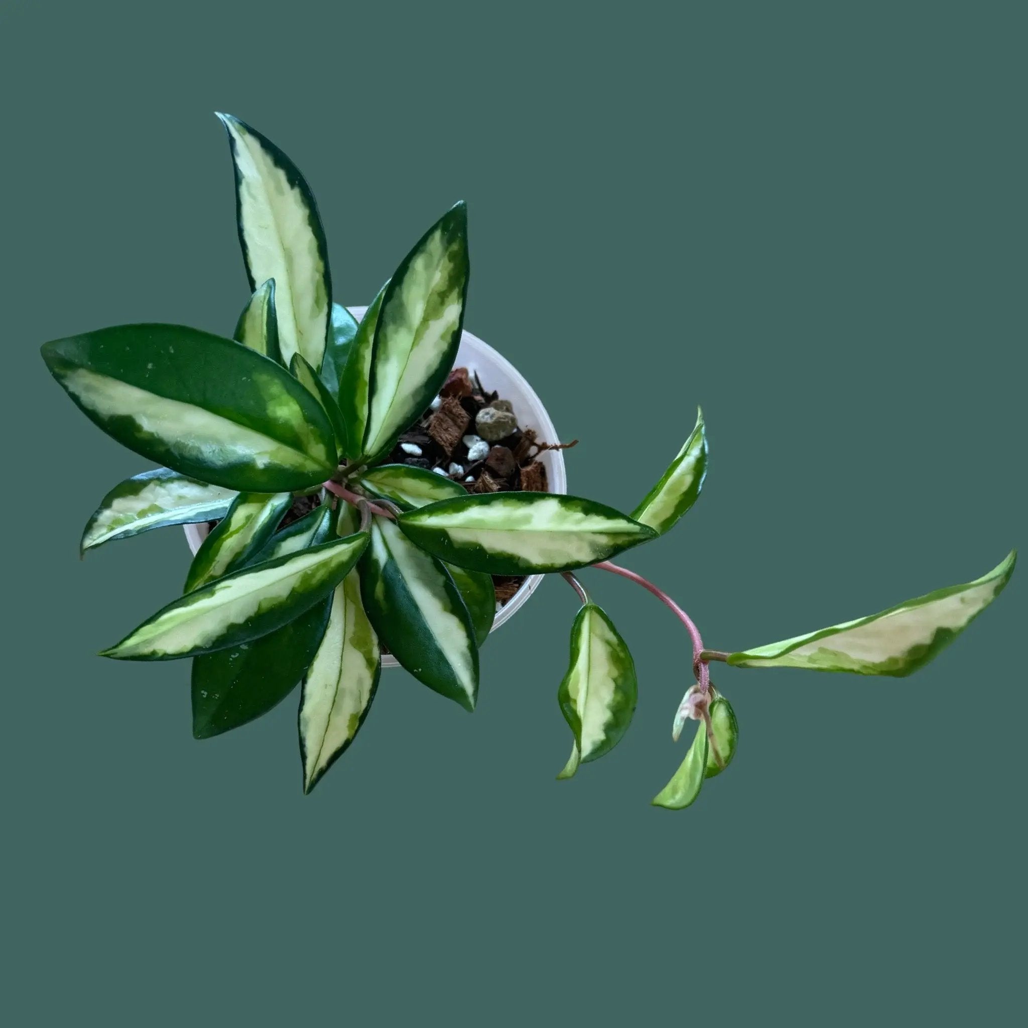 Hoya Krimson Princess Plant Perfect Waiheke Island