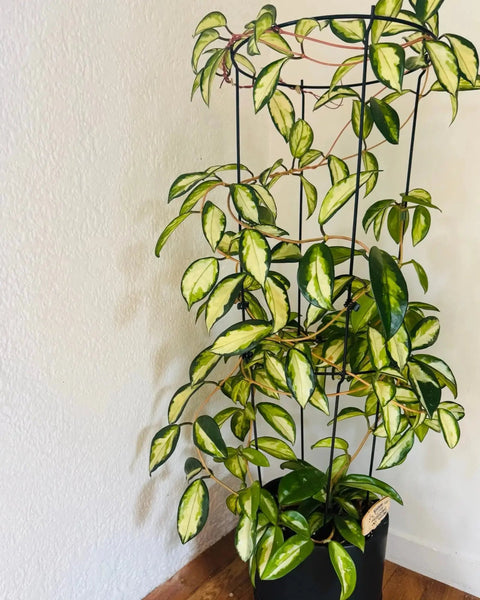 Hoya Krimson Princess Plant Perfect Waiheke Island