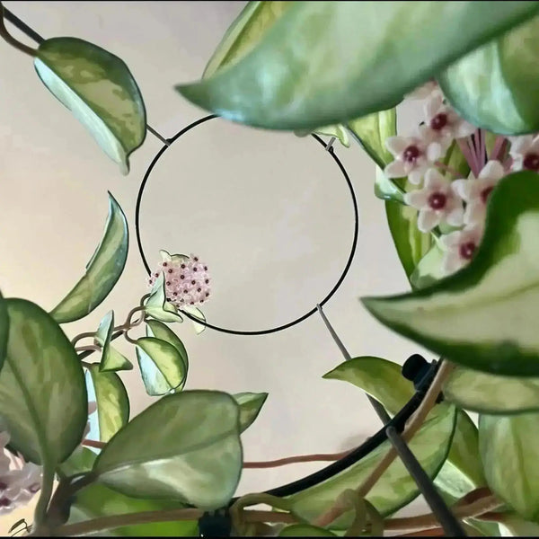 Hoya Krimson Princess - Plant Perfect Waiheke Island