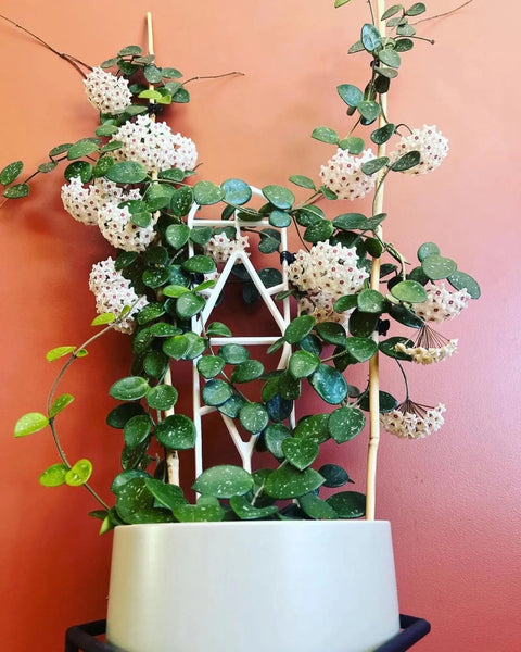 Hoya Mathilde Plant Perfect Waiheke Island