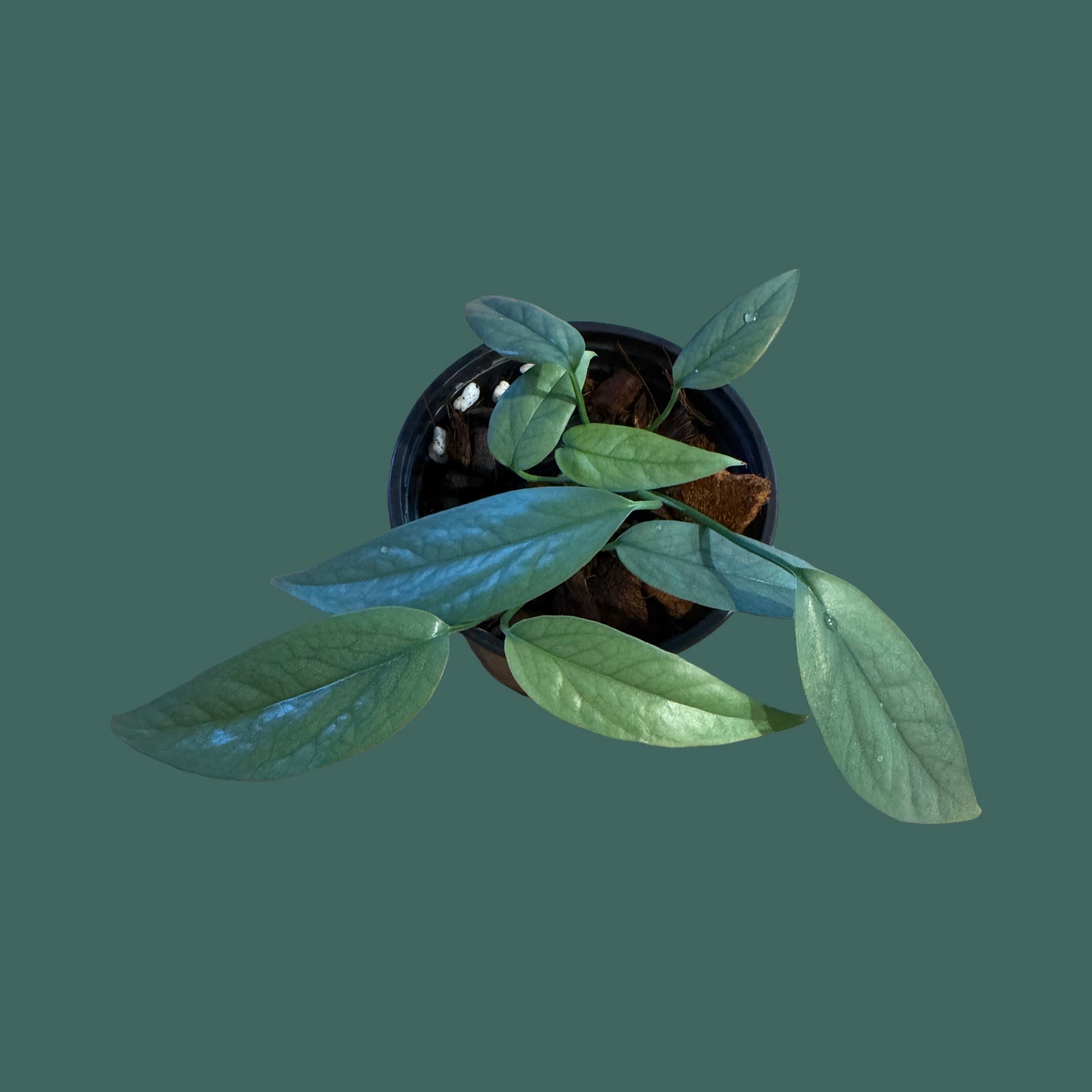 Blue Cebu Plant Perfect Waiheke Island