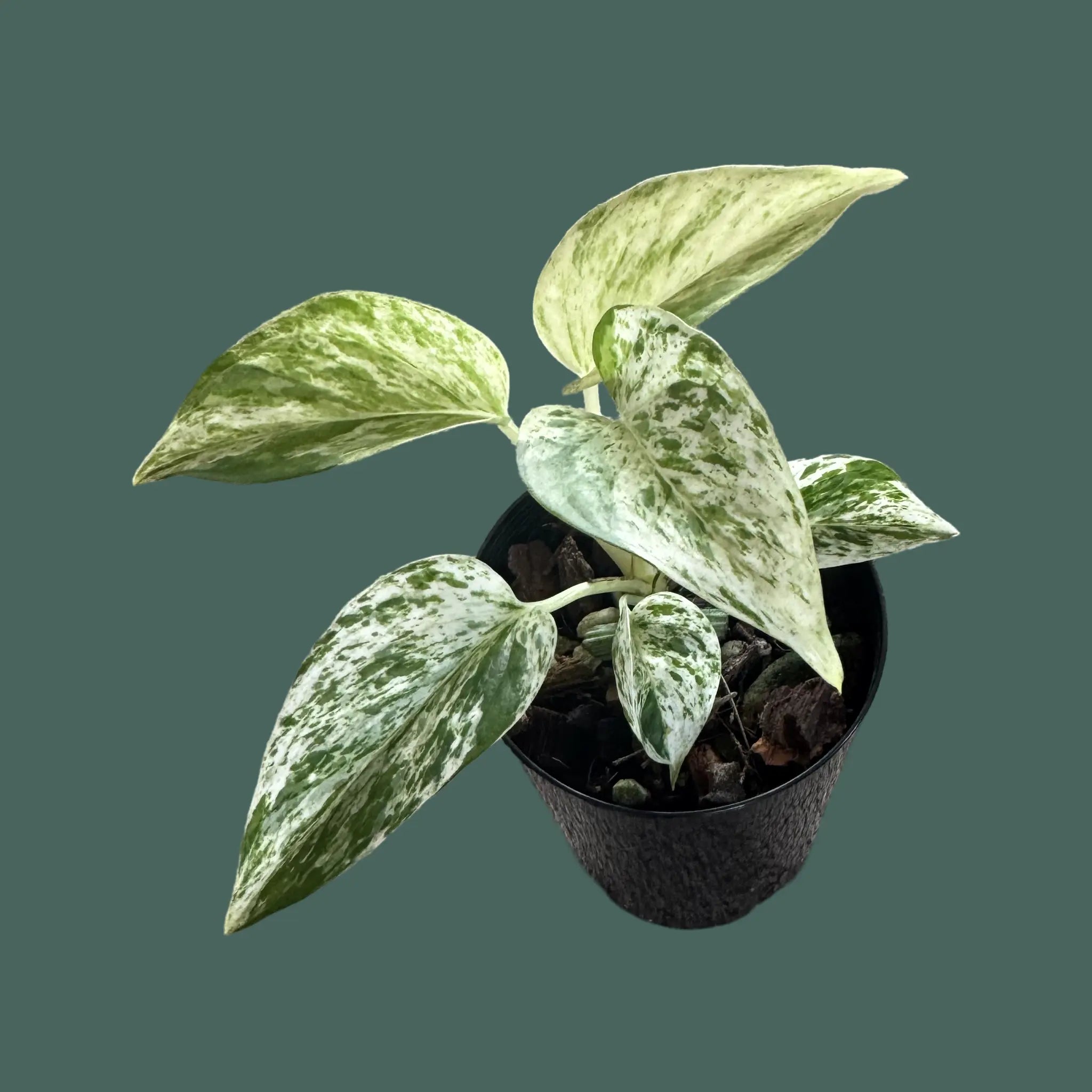 Marble Queen Pothos Plant Perfect Waiheke Island