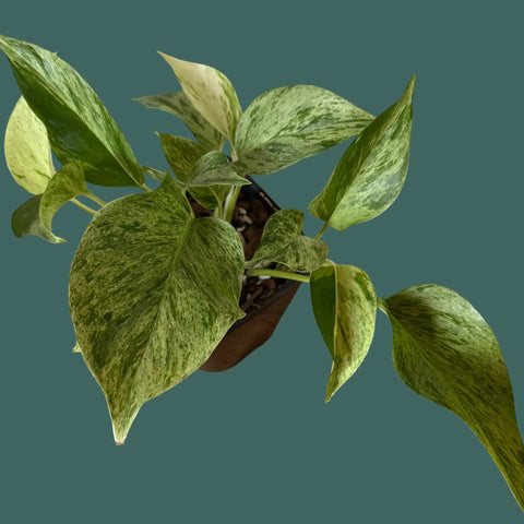 Marble Queen Pothos Plant Perfect Waiheke Island