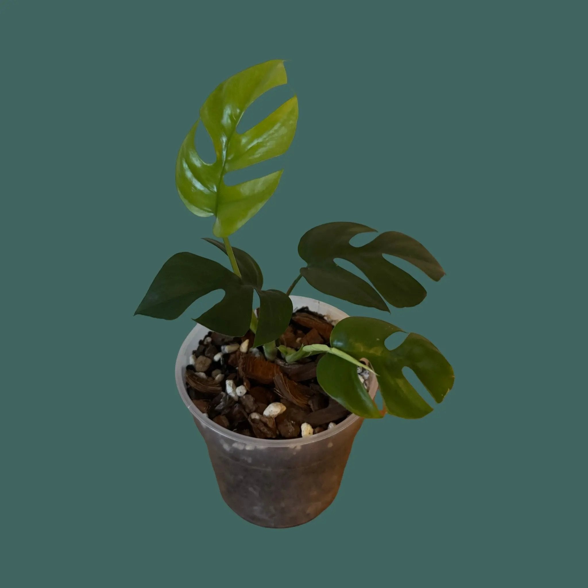 Monstera Minima Plant Perfect Waiheke Island