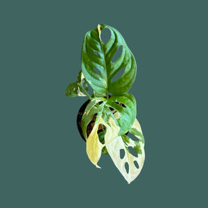 Monstera Monkey Mask Variegated Plant Perfect Waiheke Island