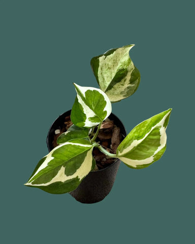 N'Joy Pothos Plant Perfect Waiheke Island