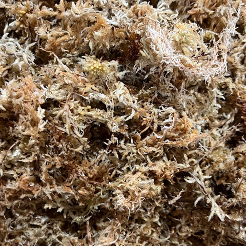 Nz Sphagnum Moss - 3L Wet Plant Perfect Waiheke Island