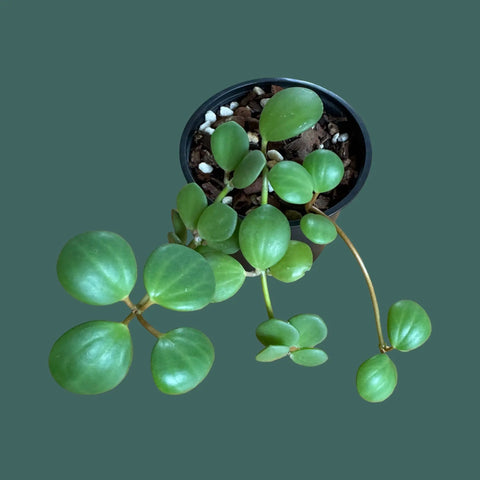 Peperomia Hope Plant Perfect Waiheke Island