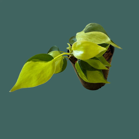 Philodendron Brasil Plant Perfect Waiheke Island