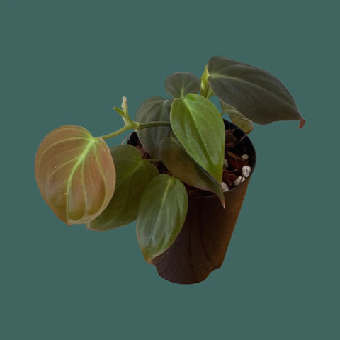 Philodendron Micans Plant Perfect Waiheke Island