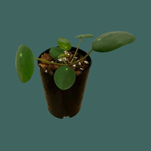 Pilea Peperomioides (Chinese Money plant) Plant Perfect Waiheke Island