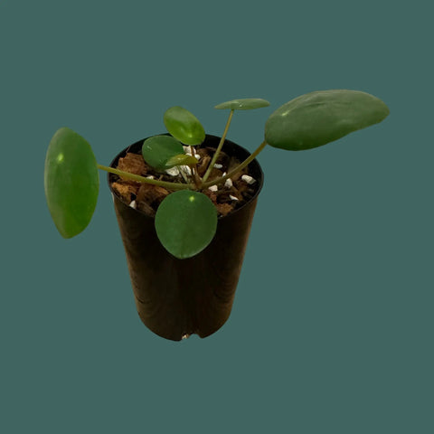 Pilea Peperomioides (Chinese Money plant) Plant Perfect Waiheke Island