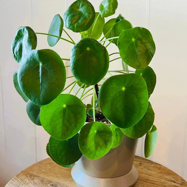 Pilea Peperomioides (Chinese Money plant) Plant Perfect Waiheke Island