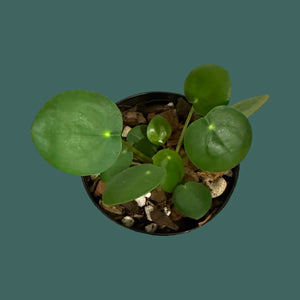 Pilea Peperomioides (Chinese Money plant) Plant Perfect Waiheke Island