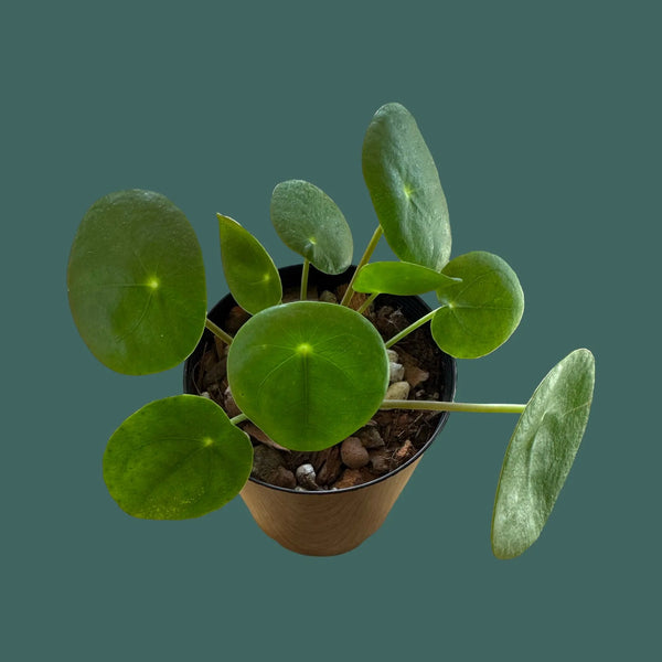 Pilea Peperomioides (Chinese Money plant) Plant Perfect Waiheke Island