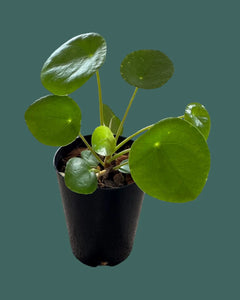 Pilea Peperomioides (Chinese Money plant) Plant Perfect Waiheke Island