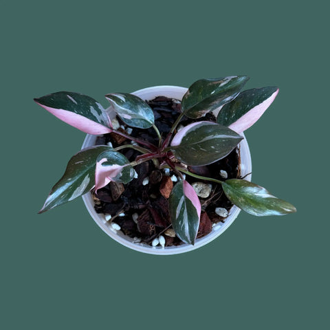 Pink Princess Philodendron Plant Perfect Waiheke Island