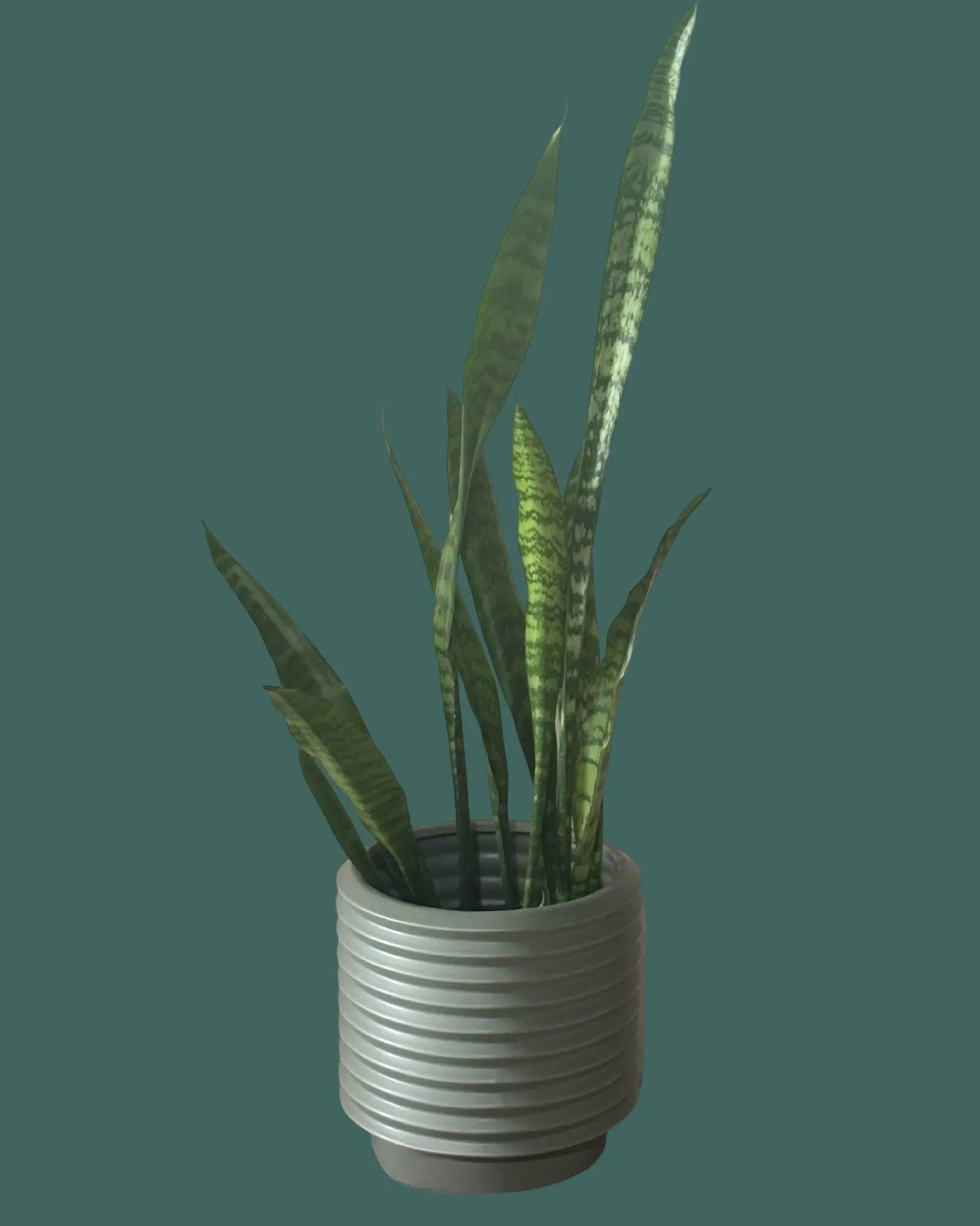 Sansevieria trifasciata ‘Black Coral’ in Eucalyptus Berlin Planter Plant Perfect Waiheke Island