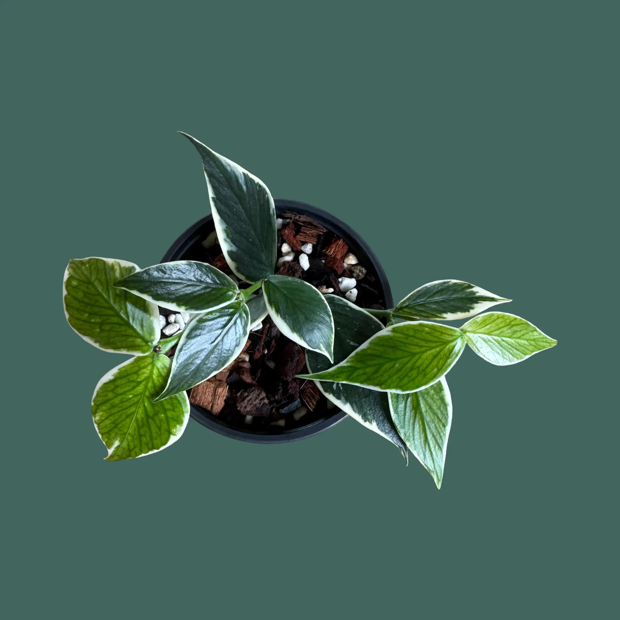 VARIEGATED HOYA POLYNEURA - Variegated Hoya Fishtail Plant Perfect Waiheke Island