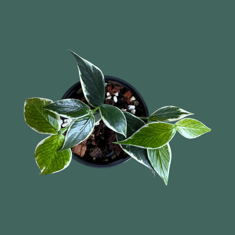 VARIEGATED HOYA POLYNEURA - Variegated Hoya Fishtail Plant Perfect Waiheke Island
