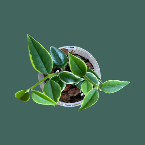 Variegated Hoya Bella Plant Perfect Waiheke Island