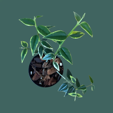 Variegated Hoya Bella Plant Perfect Waiheke Island