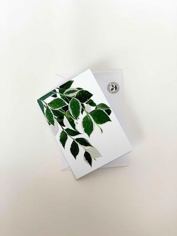 Variegated Hoya Polyneura A6 Blank Card The Plant Kit